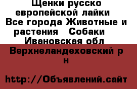 Щенки русско европейской лайки - Все города Животные и растения » Собаки   . Ивановская обл.,Верхнеландеховский р-н